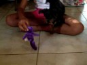 Coco Bailey introduced to the family