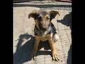 videos de Hunde in Not