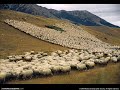 Pink Floyd 1974 Raving and Drooling (aka Sheep) 1 of  2