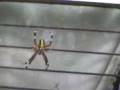 videos de Documental de la araña