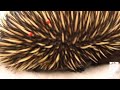 Elusive Echidnas Now on Exhibit at the Zoo