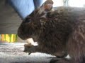 Degu eszik 1 Degu eszik 1
