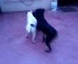 Rottweiler vs Pitbull fighting