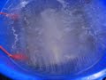 Hydrogen at home (new u cell)#13