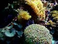 Reef Tank 29-07-2007