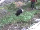 Chilean Jackass "ASSHOLE FUCK"