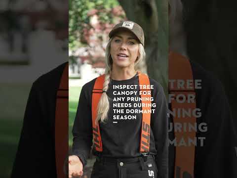 How to Properly Care For Your Trees – Tree change NQ – Tree Lopping ...