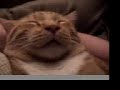 Clarence Cat Snores