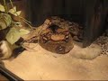 Red-tailed boa catching a mouse Red-tailed boa catching a mouse
