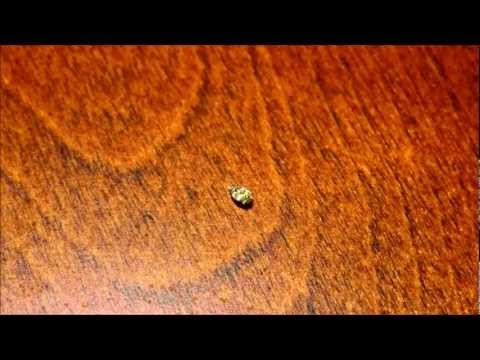 how to get rid carpet beetles