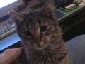 Little cat