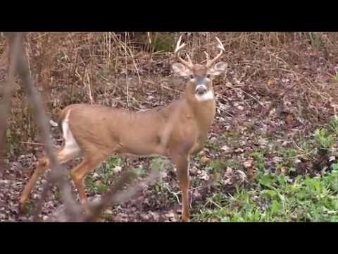 Hunting - Antler Geek Tony Hansen is seeing increased buck movement in Michigan as the rut begins to build momentum.