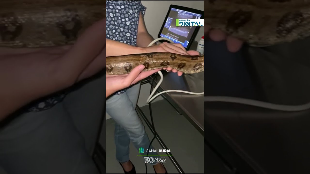Veterinário mostra ultrassom em jibóia e revela importância do exame