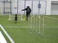 Maja Agility Competetion 11-30-2008 Round 1.avi Maja Agility Competetion 11-30-2008 Round 1.avi
