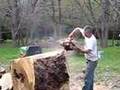 Dave Imgrund Chainsaws 100 year old maple tree