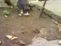 videos de A Little Brave Mouse 2