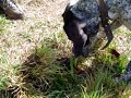 gigio the gardener