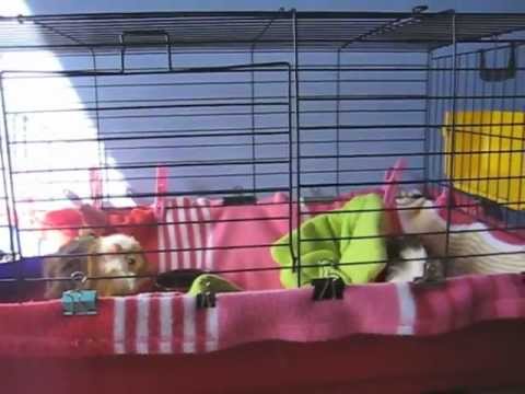how to take care of a guinea pig ehow