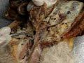 Uterine horns before pregnancy