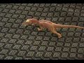 Space Godzilla vs. Venatosaurus from DAM
