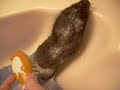 Bear: Episode 6