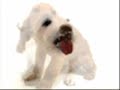 Xmas song.-Cancion navideña entre perros y gatos Xmas song.-Cancion navideña entre perros y gatos