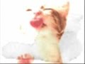 Xmas song.-Cancion navideña entre perros y gatos