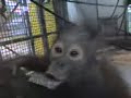 Monkey World Baby Orangutan