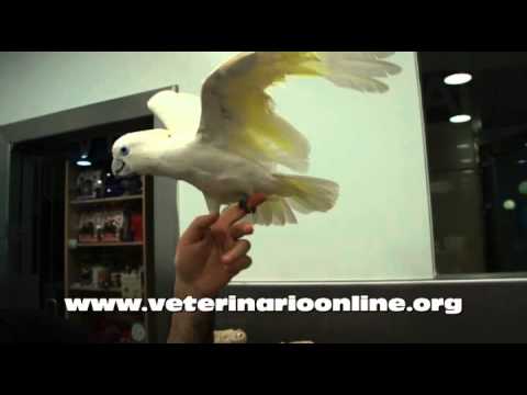Cacatua Ducorpsi - Informacion - Veterinario Online