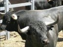 Encierros de novillos en MORALEJA cáceres