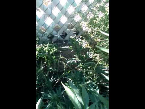 how to fertilize outdoor cannabis