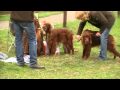 2010-05-25 | Irish Red Setter - Rden Zwischenklasse & Impressionen - Forsthaus Heil ~> The Heart of Ireland Adoro ()