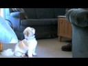Doggie Snack Time
