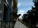 Imago torzuelo cernicalo vulgar