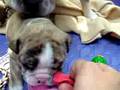 english bulldogs--the whole family together