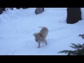 120409 Cinder Cone Correct video settings