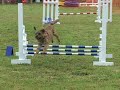 Durham AKC agility trial