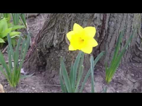 how to grow daffodils
