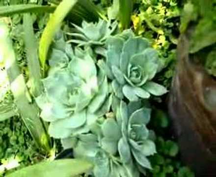 how to transplant echeveria
