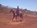 MAQUILAS DE CABALLOS EN RANCHO LA ALEGRIA DEGOLLADO JALISCO MEX