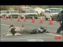Obama Supporters Attack Sarah Palin Motorcade