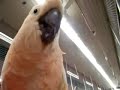 Talking Parrot pt.2 - (49173)