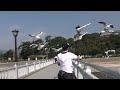 alimentando as gaivotas Gamagori Japan 2