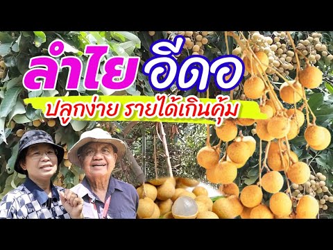 ลำไย อีดอ ปลูกง่าย สร้างรายได้เกินคุ้ม