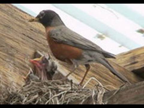 Family Birds