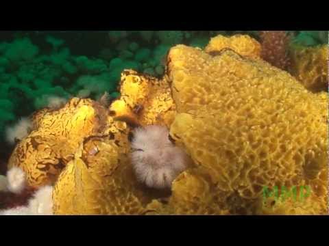 See video