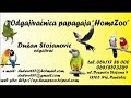 Papagaji HOMEZOO