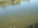 Siluro en el Ebro