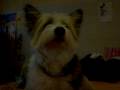videos de chicca