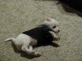 puppie videos21 012 puppie videos21 012